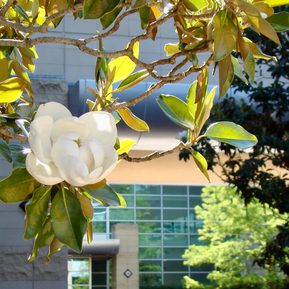 Magnolia trees all over campus are blooming.