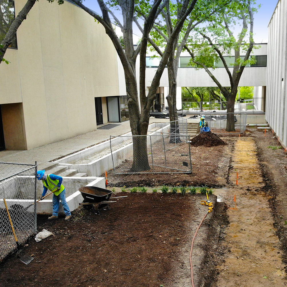 Workers digging in the soil between two buildings as new planting go in.