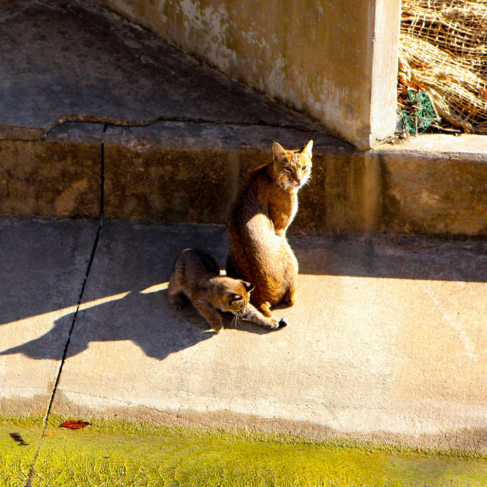 An adult bobcat and its kitten sit in the concrete border of a creekbed near a storm drain pipe.