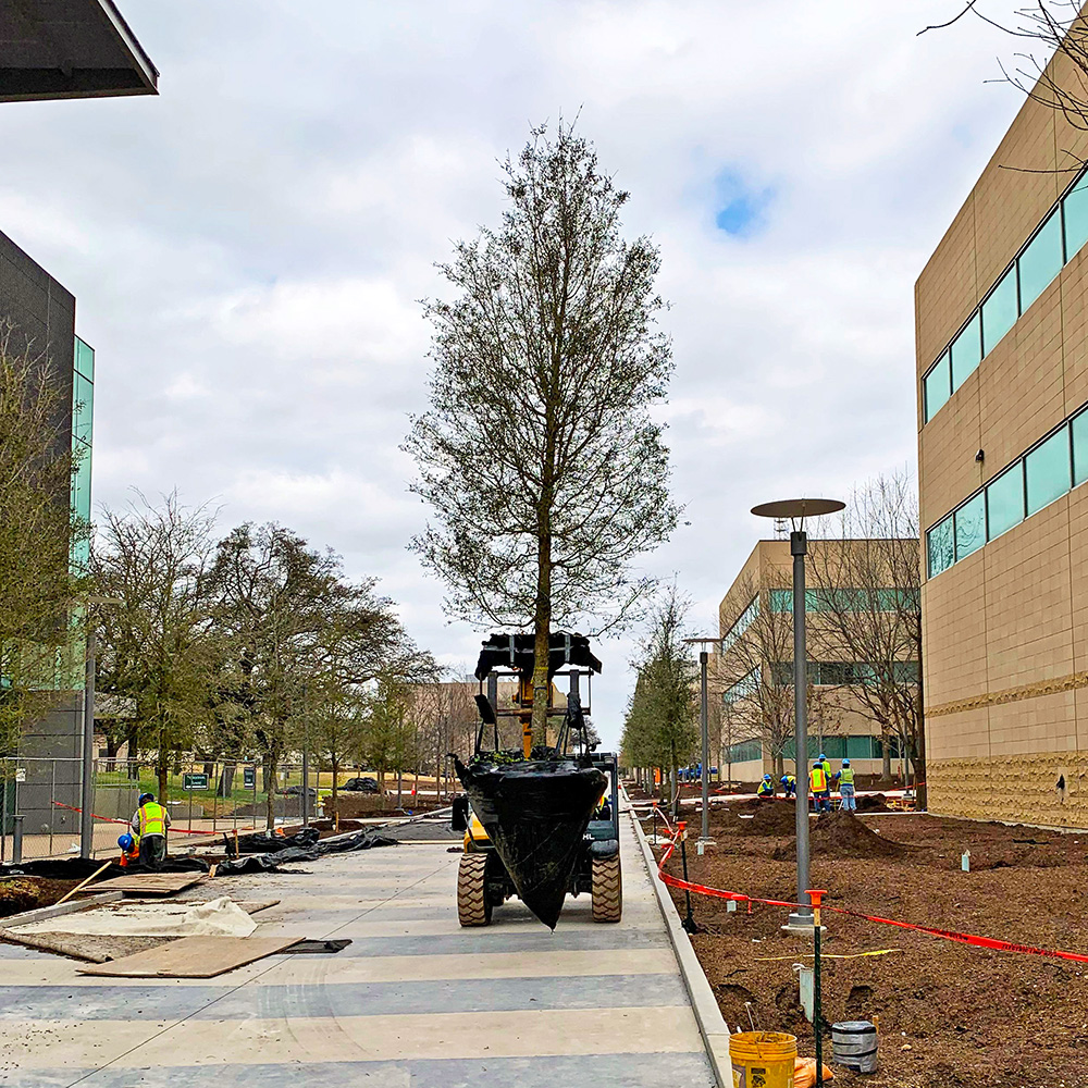 A construction vehicle carrying a tree.