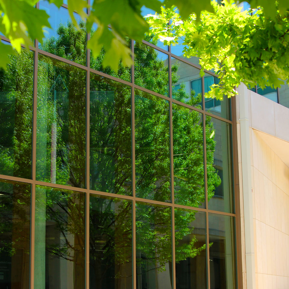 A tree full of spring leaves is reflected in the glass wall of a building.