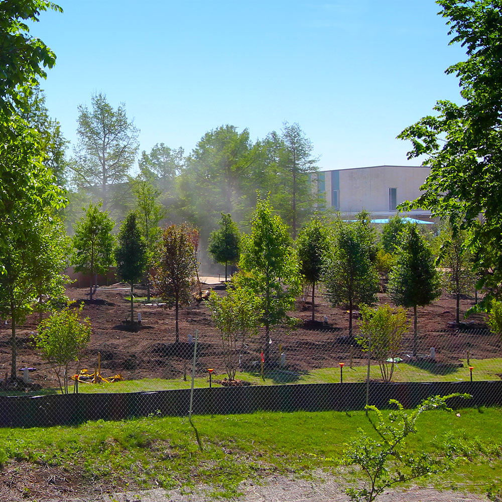 Overlapping rows of small, newly-planted trees seen from between the branches of two marture trees.