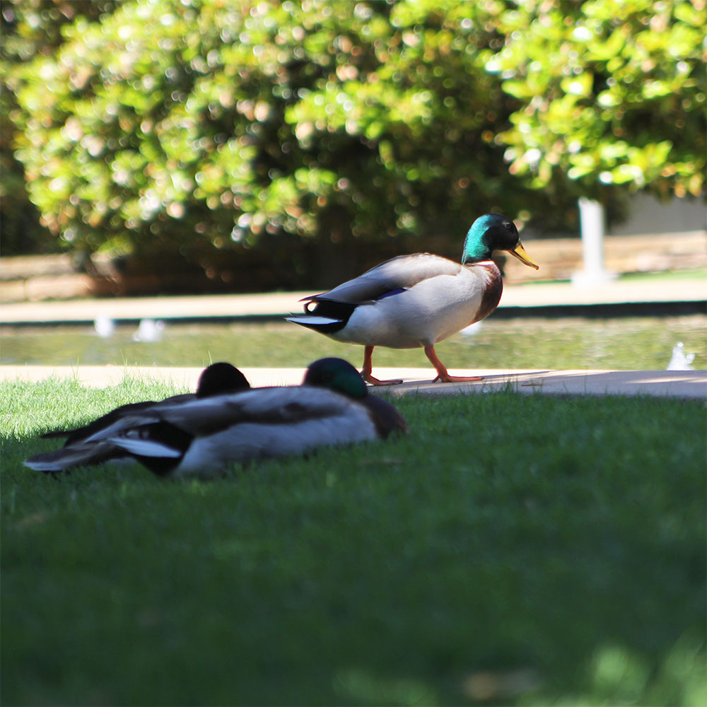 A pair of brown and white ducks with dark green heads sleep in the shade of magnolia trees which border a reflecting pool, while a third duck walks into the water.