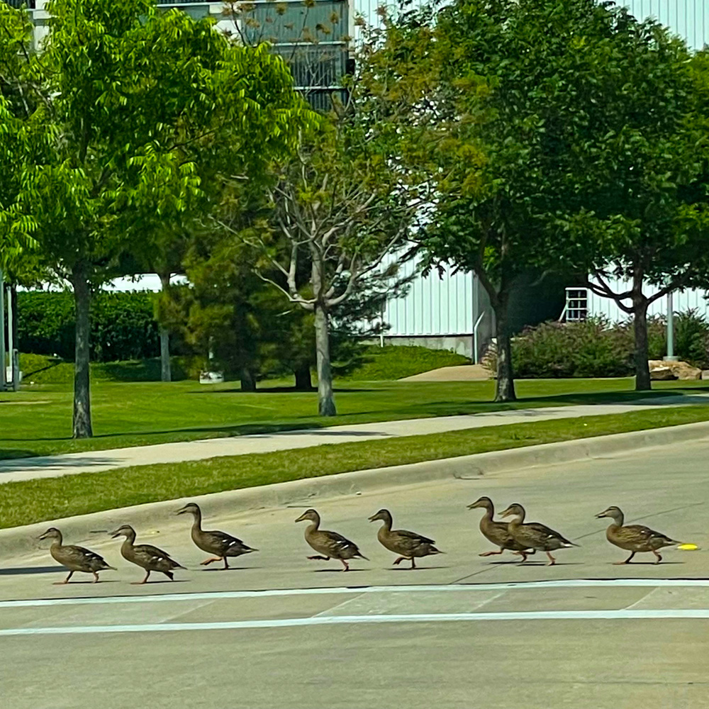 A line of eight ducks walking across a street at a crosswalk.