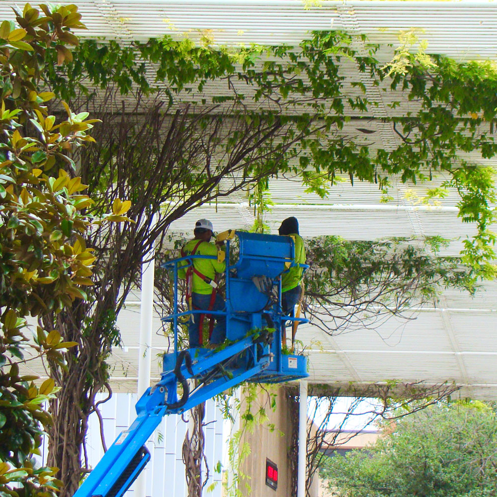 Two gardeners atop a cherry-picker trim vines from under a giant modern trellis.