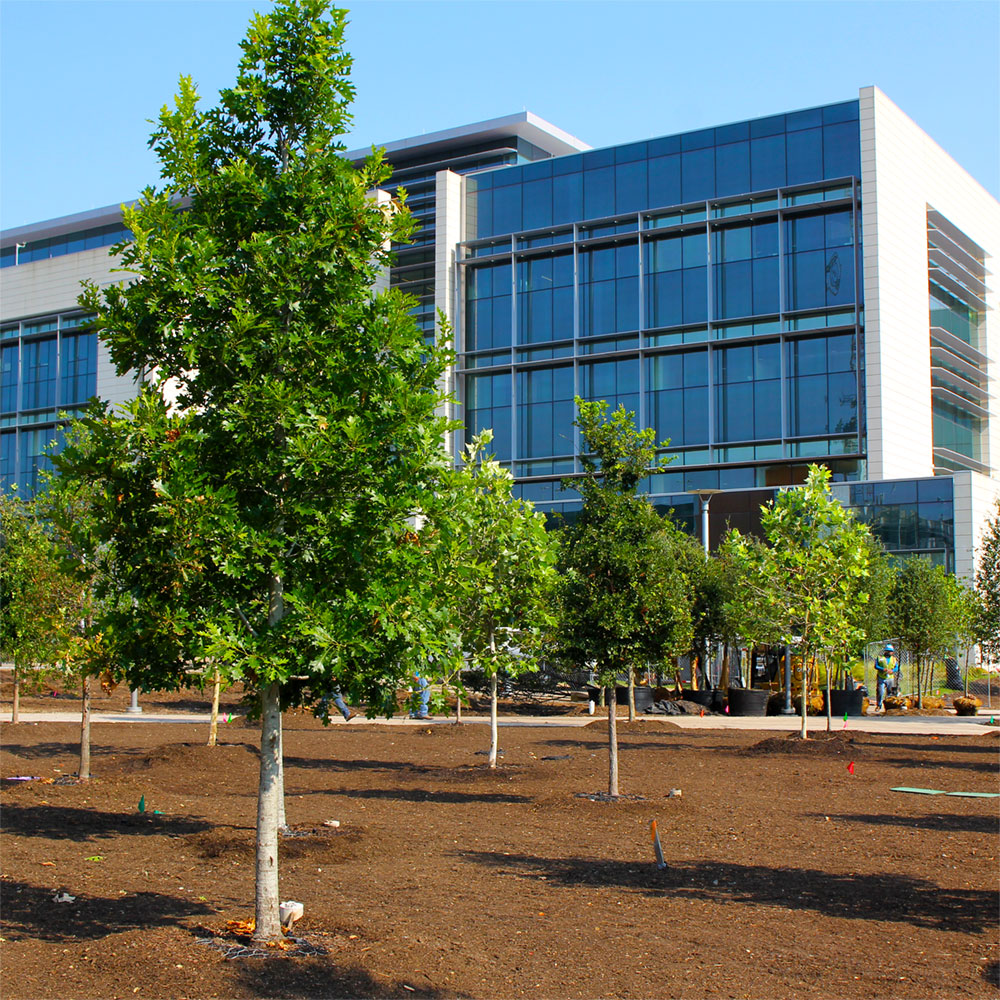 Newly-planted trees on a plain of red dirt before a building of white stone, steel, and glass that reflects the sky.