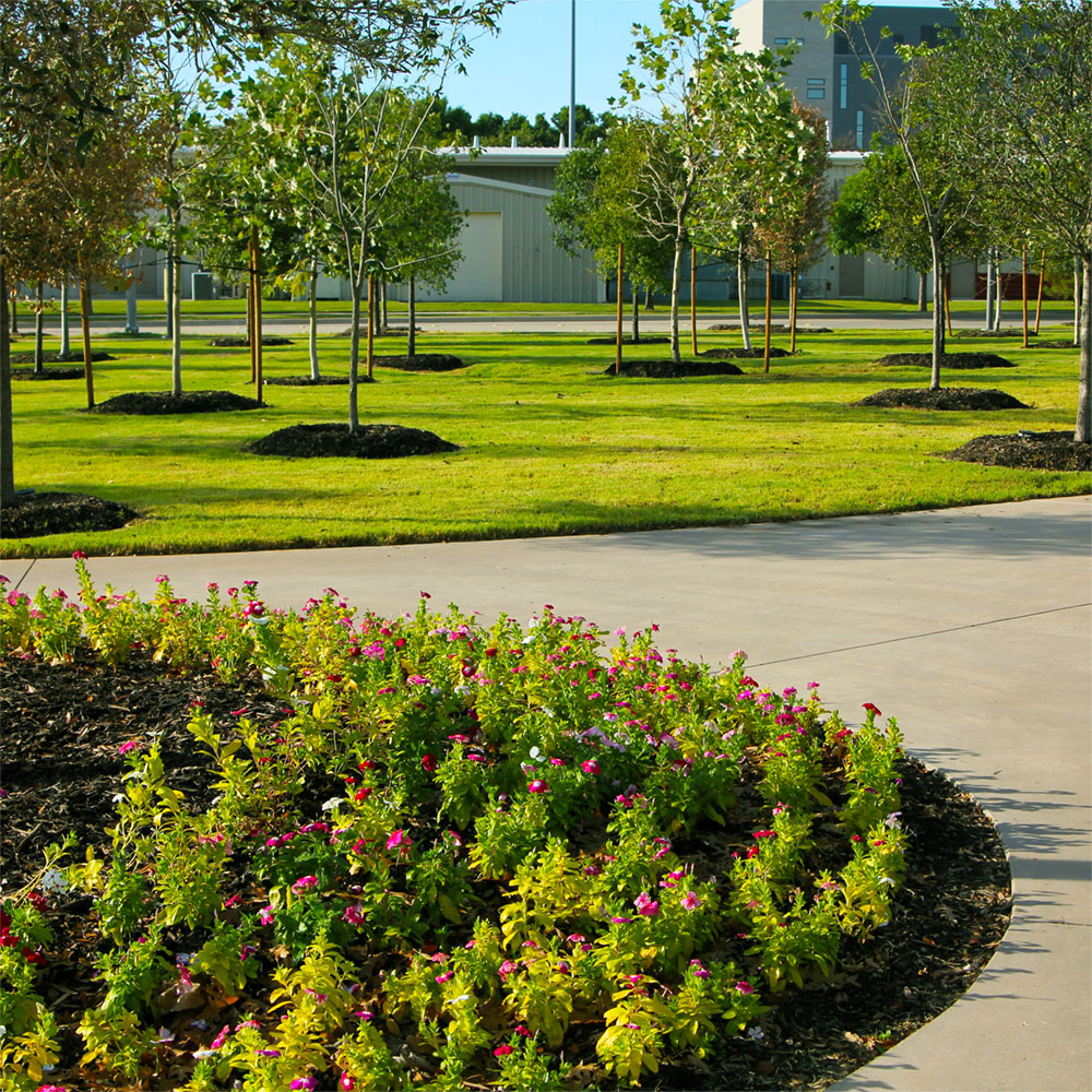 A collection of newly-planted young trees.