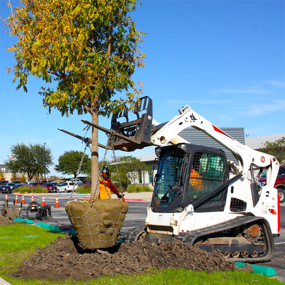 A tree suspended by chains from a forklift is being lowered into a hole.