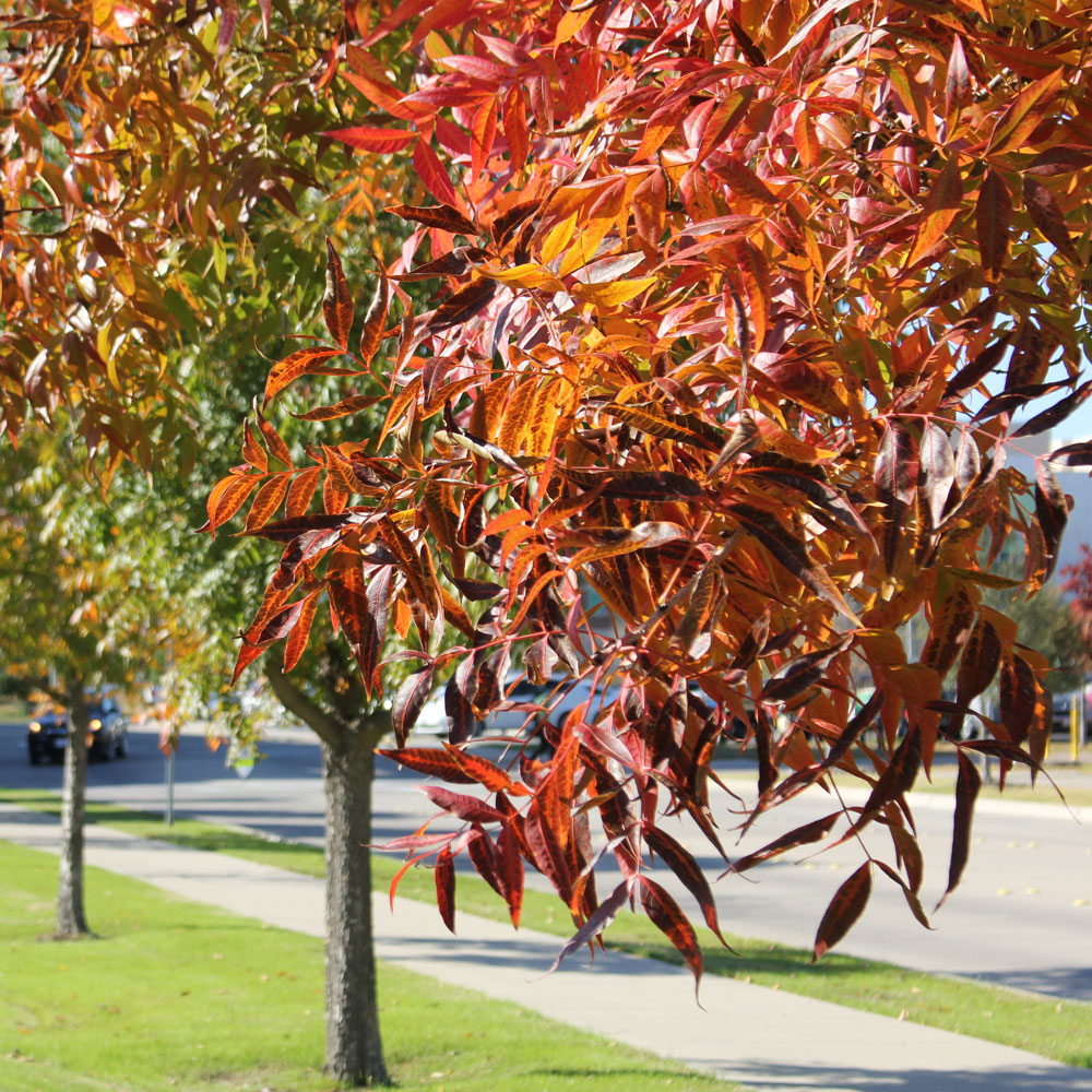 The branches of trees, filled with narrow leaves colored red, orange and green.