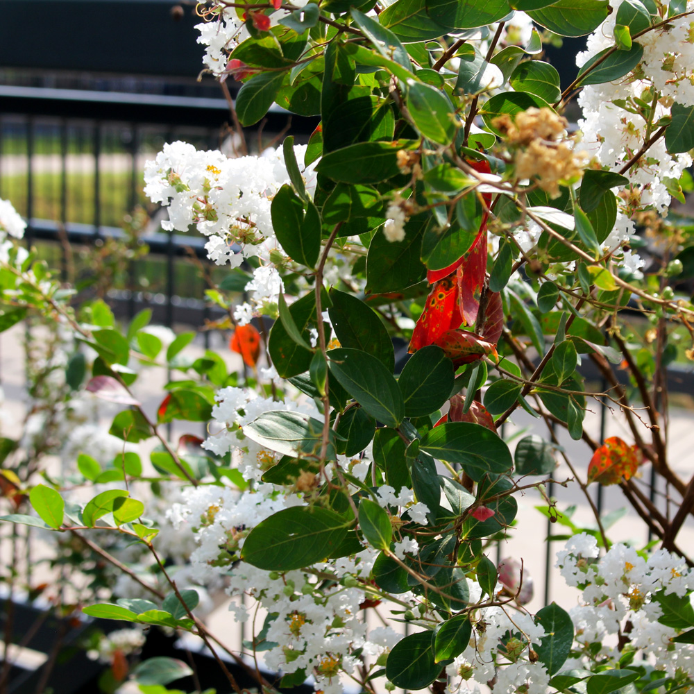 Branches with white flower blossoms and red leaves against a black bridge railing.