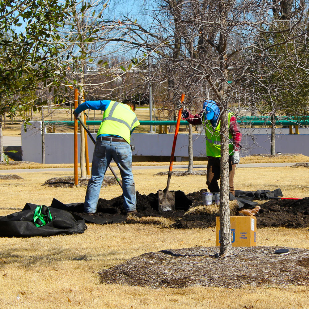 Two men in hardhats and safety vests dig around the bases of young trees.