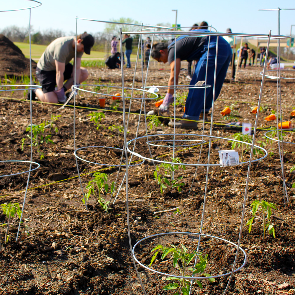 A close-up view on rows of freshly planted young tomatoes within protective trellises. Through the wires, a large group of students can be seen planting the rest of the field.