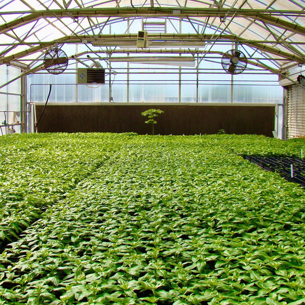 Rows of young plants inside a greenhouse.