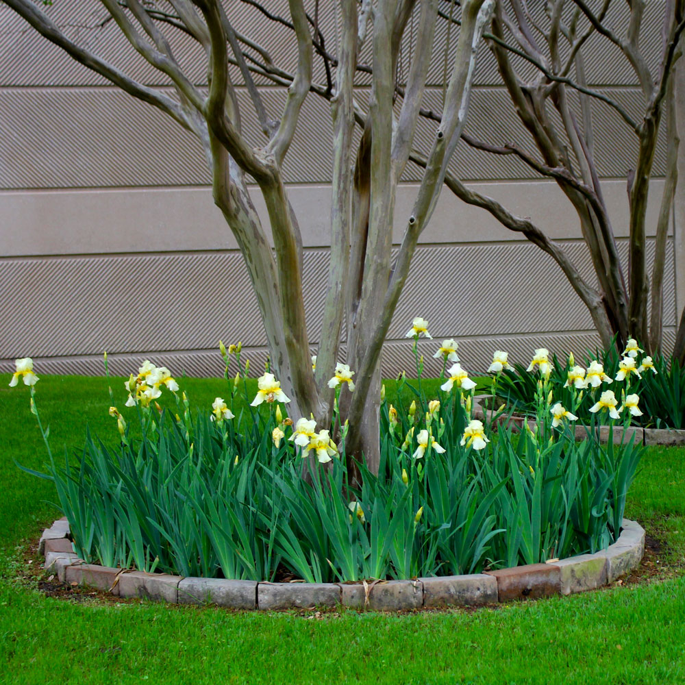 Two young trees at the corner of a building, each one encircled by yellow irises.