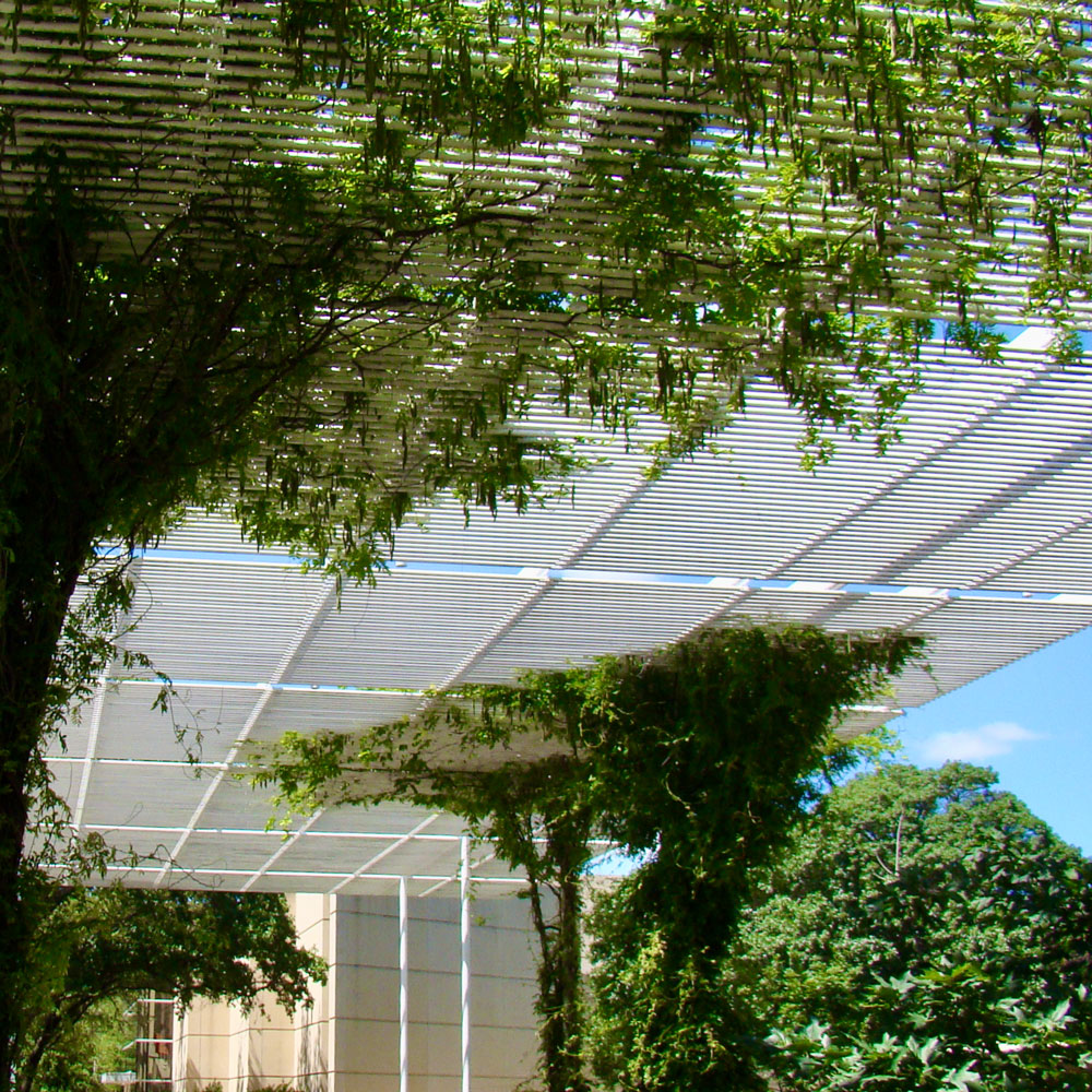 A view from the underside of a large white trellis stretching between buildings and supported by narrow metal columns, some of which are wrapped in vines that spread out across the top and hang down leaves.