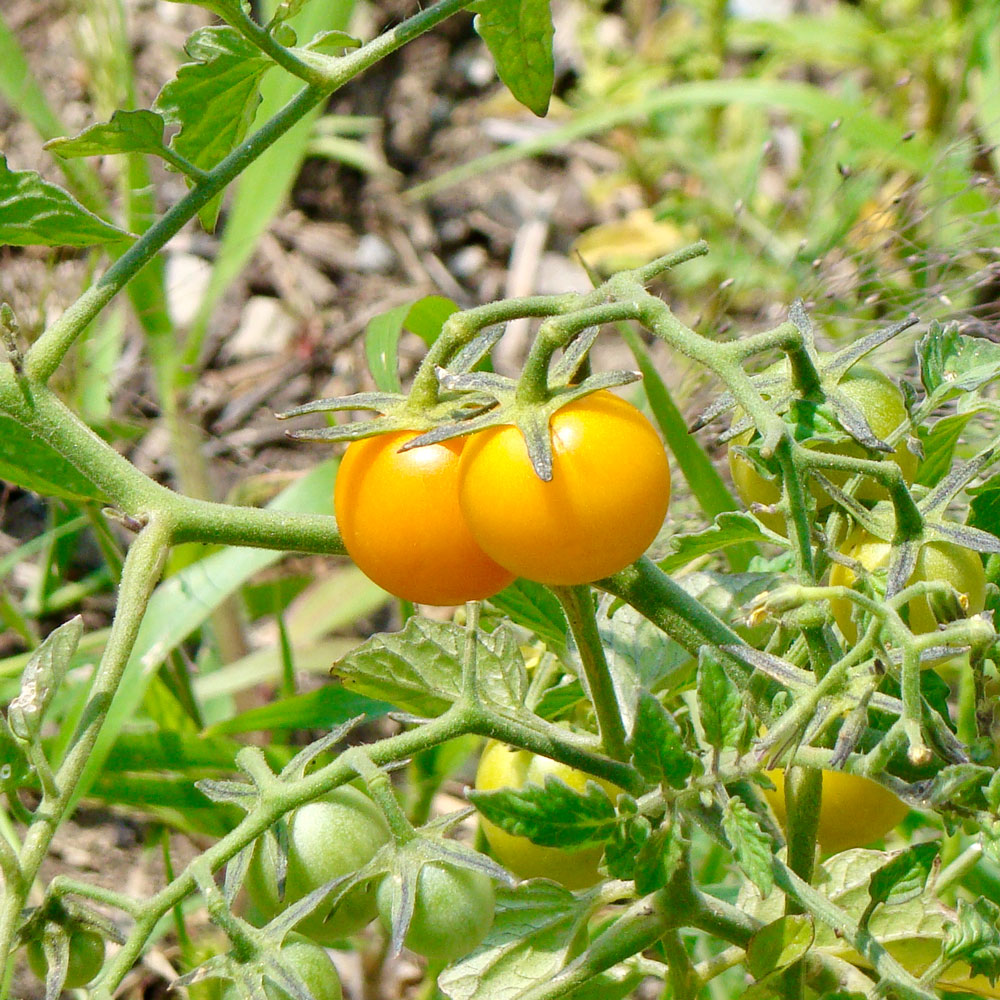 A close-up of a tomato plant showing a pair of twin golden-yellow tomatoes growing side-by-side.