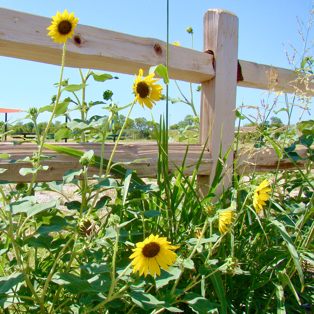 A group of sunflowers planted along the line of a wooden fence, waving in the wind.