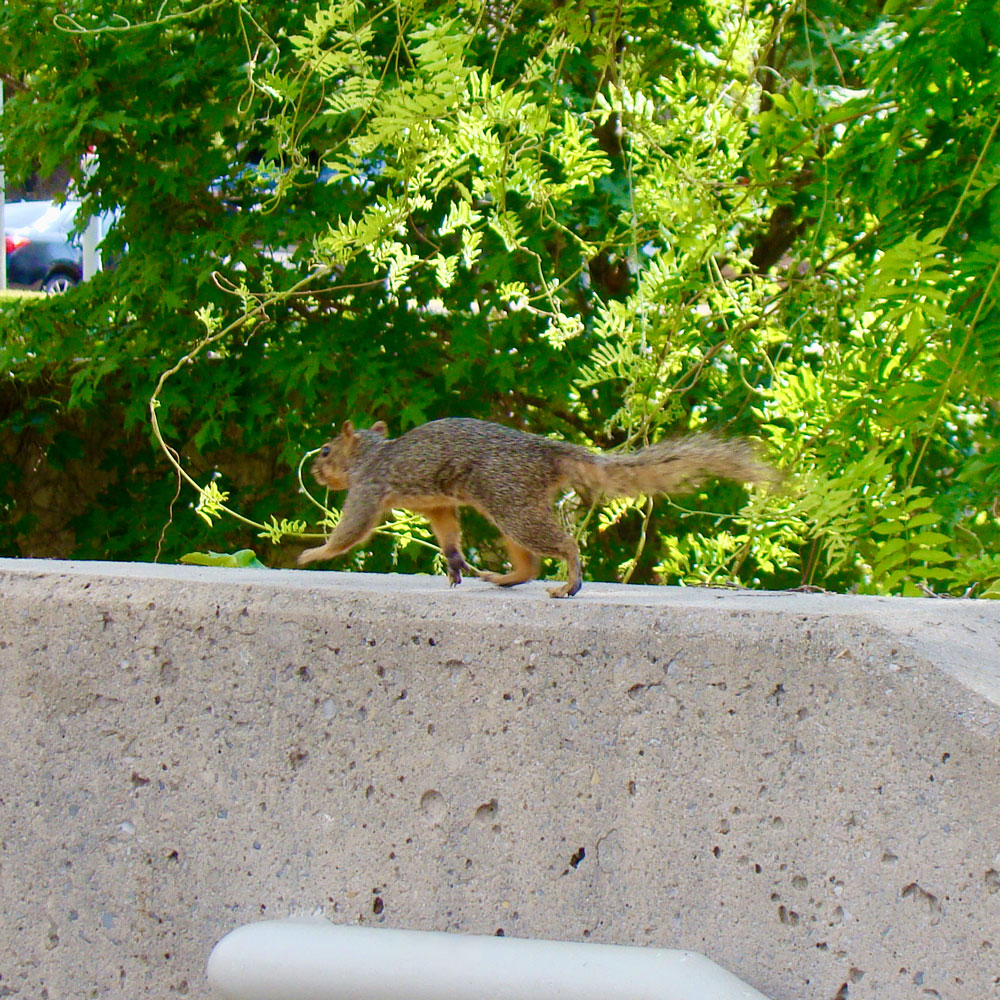 A brown and grey squirrel trots atop a concrete ledge before a vine-wrapped column.