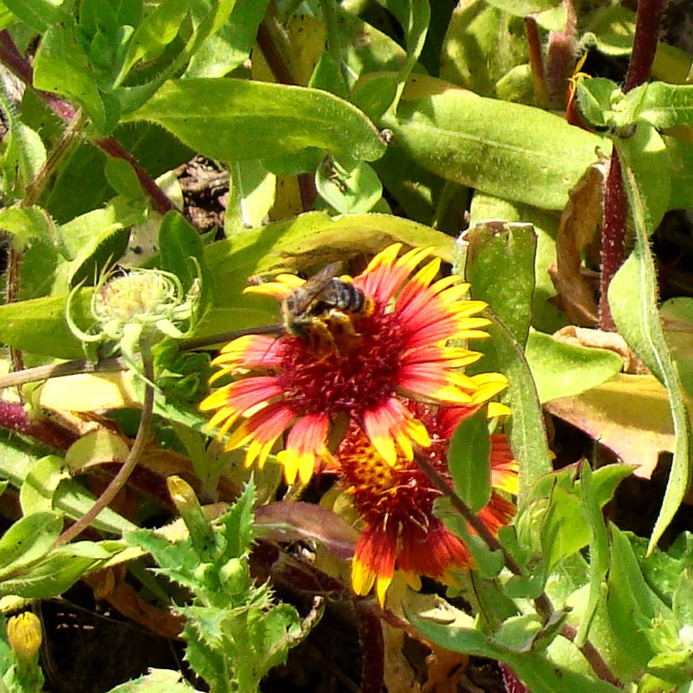 A bee polinating a firewheel plant.