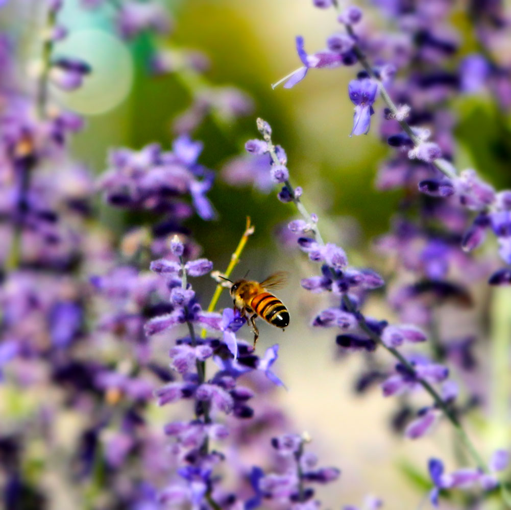 A bee flying amid purple flowers.