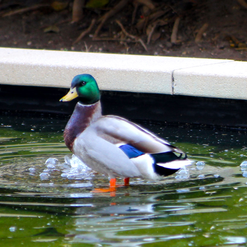 A colorful male mallard duck stands near a bubbling fountain inside a reflective pool.