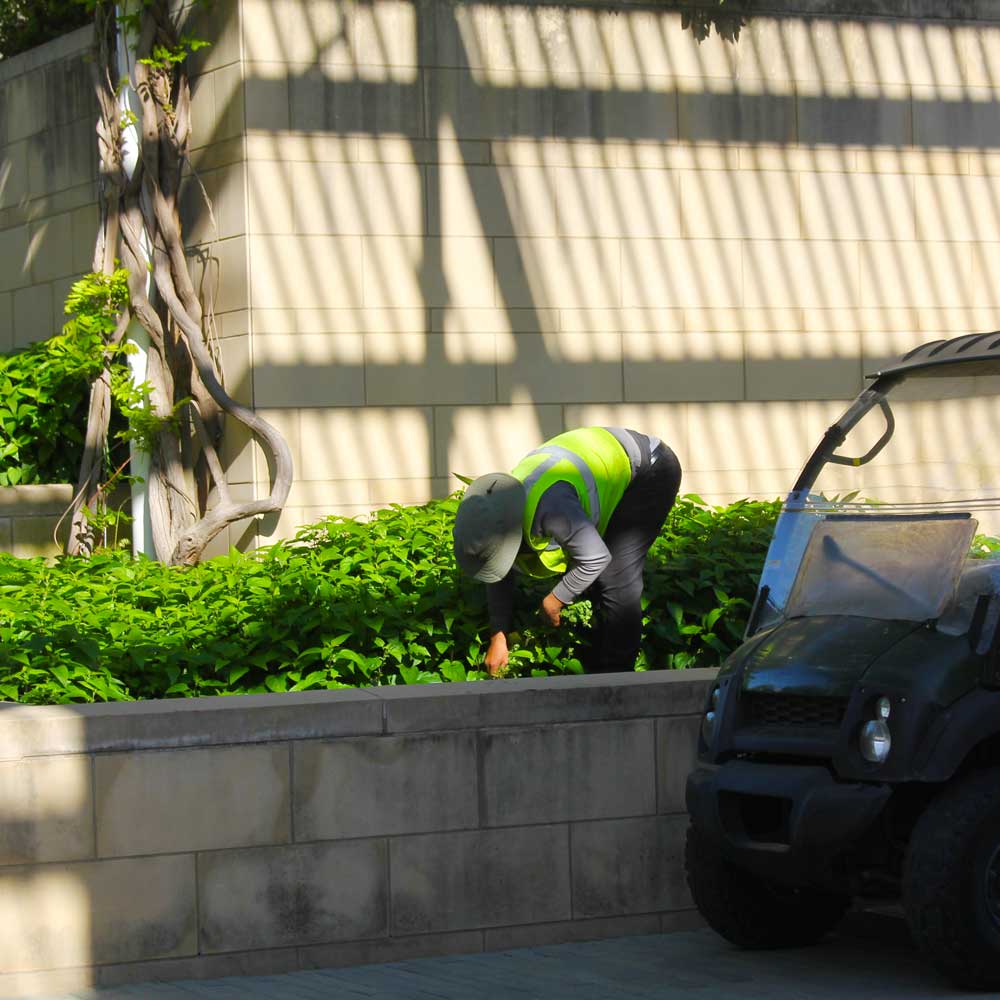 A garderner bends over to tend to a thick carpet of green plants at the bottom modern concrete walls in a corner striped with light and shadow.