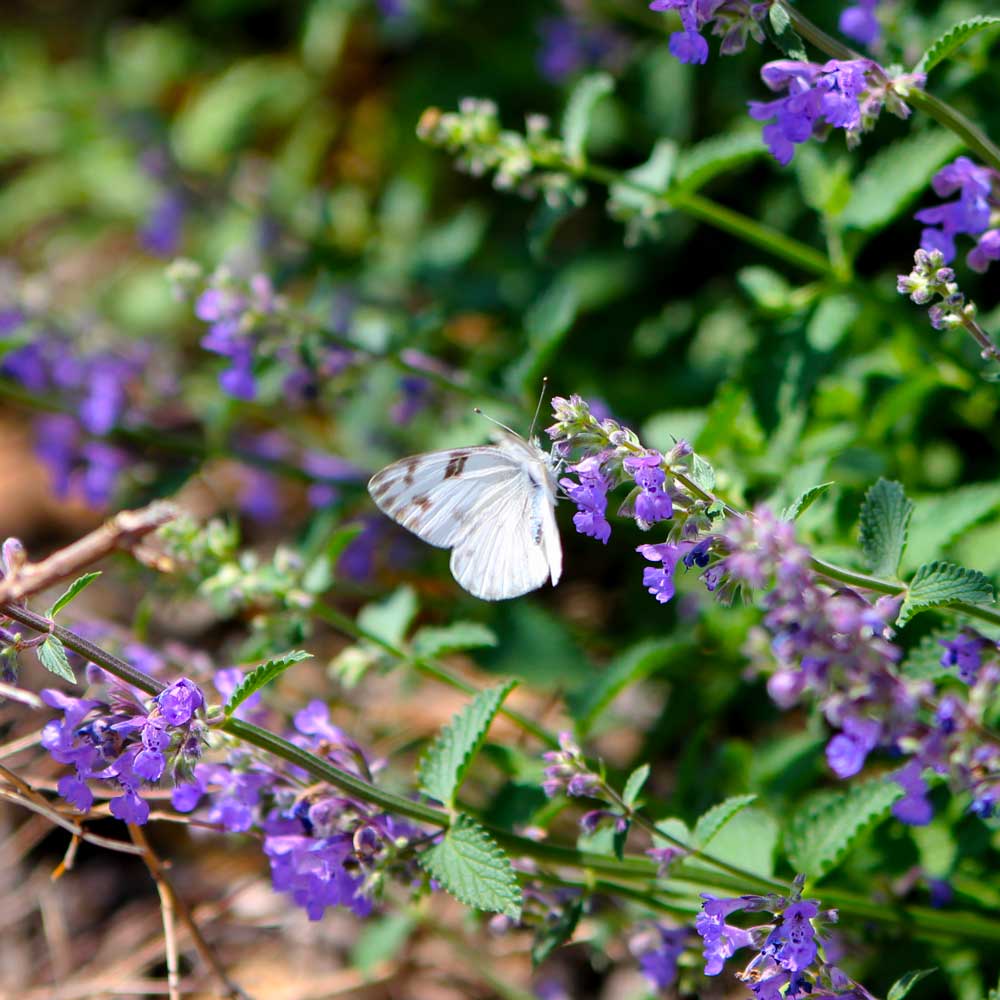 A white butterfly alights on a stalk of purple flowers.