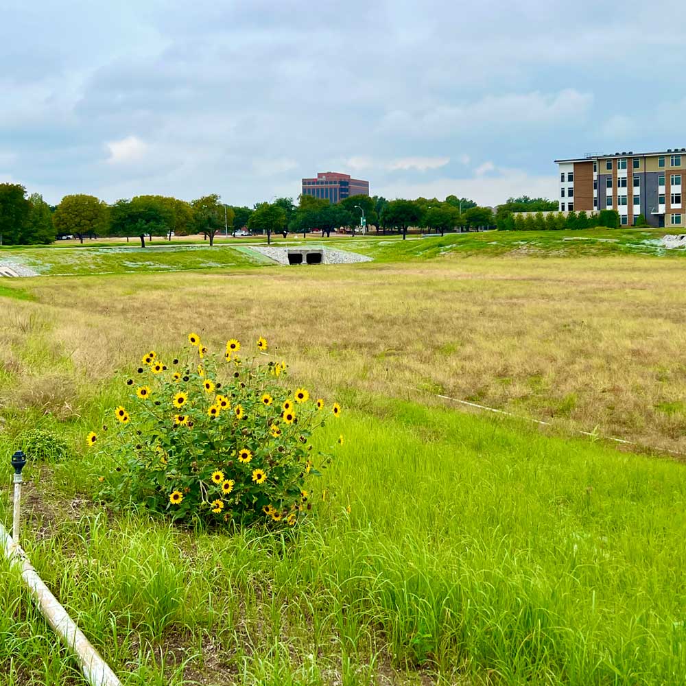 A low-walled sunken field of wild grass, into which water channels open. On the top of one wall is a cluster of wild flowers.