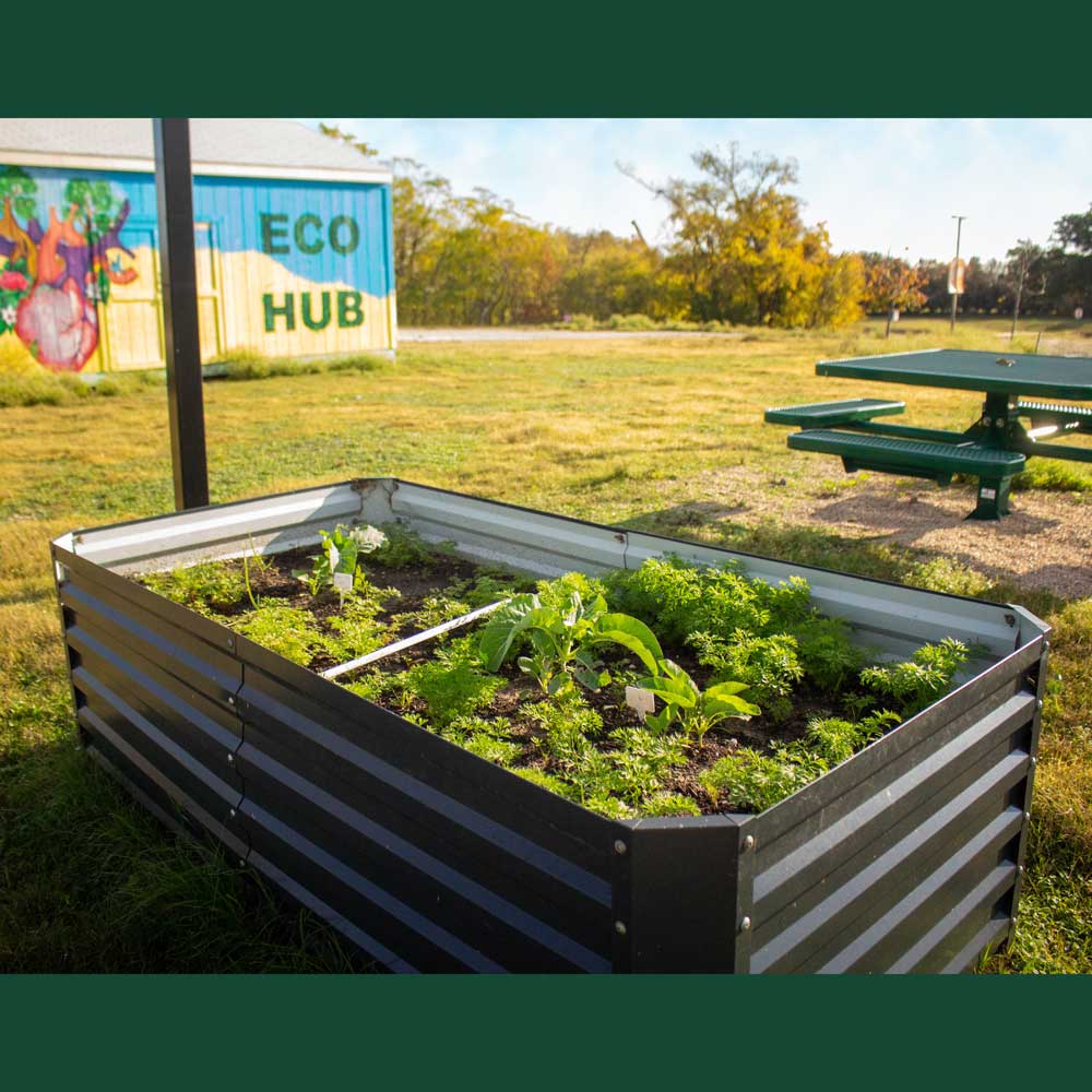 Up close, young plants can be seen sprouting from the soil inside a raised planting bed made of corrugated metal. Behind the bed is a green picnic bench. Beyond that is a shed painted with a colorful surealist mural that contains the words “Eco Hub”. At the back is a line of small trees.