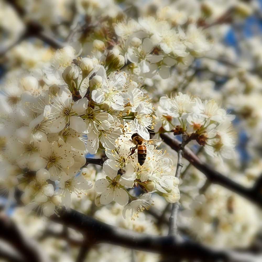 A bee prepares to land amid a cluster of white flowers on the end of a branch. In the blurring distance, other bees approach flowers on the same tree.