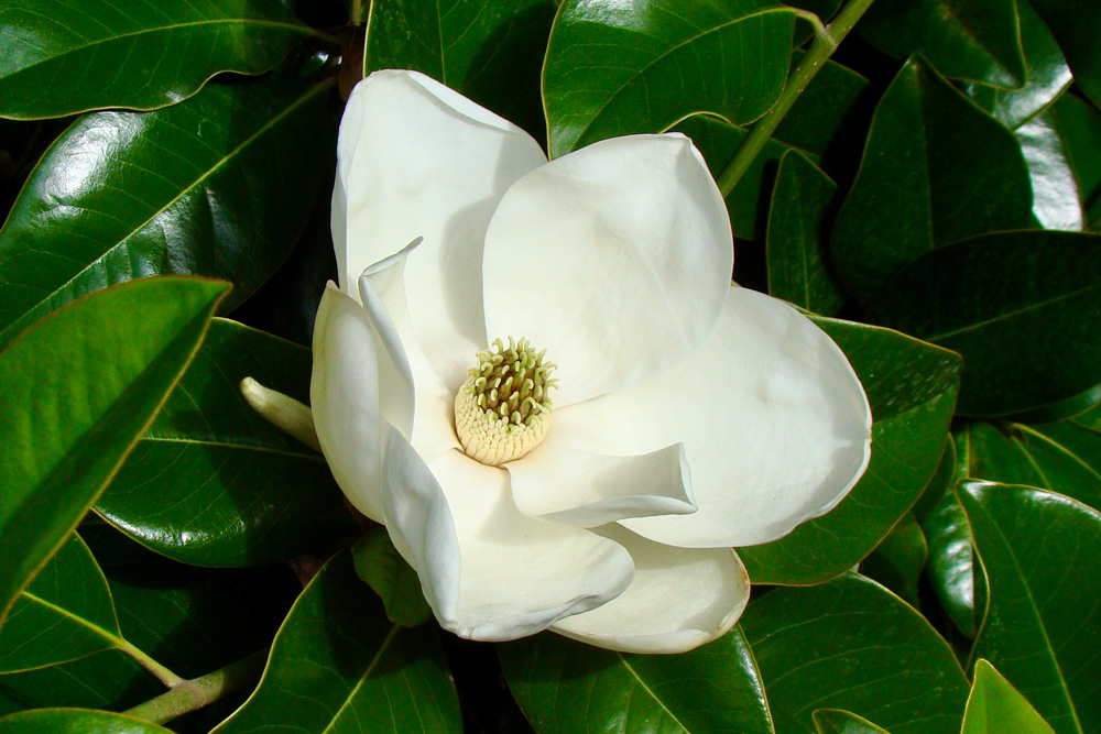 A closeup on a blossom of one of our campus magnolia trees.